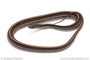 blue garter snake for sale