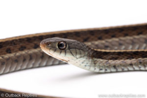 blue garter snake for sale