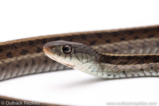 blue garter snake for sale