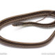 blue garter snake for sale