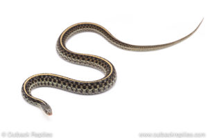 blue garter snake for sale