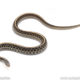 blue garter snake for sale