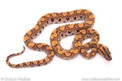 Brazilian Rainbow Boa for sale