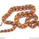 Brazilian Rainbow Boa for sale