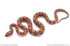Brazilian Rainbow Boa for sale