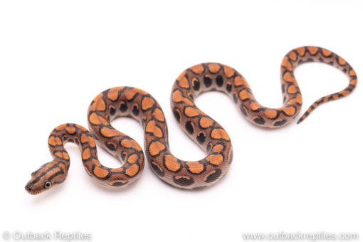 Brazilian Rainbow Boa for sale