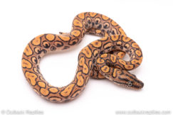 Brazilian Rainbow Boa for sale