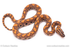 Brazilian Rainbow Boa for sale