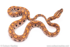 Brazilian Rainbow Boa for sale