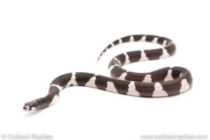California kingsnake for sale