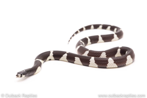 California kingsnake for sale