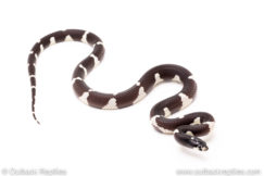 California kingsnake for sale