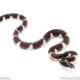 California kingsnake for sale