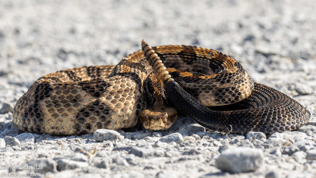 Timber Rattlesnake - reptile photography tutorial