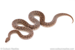 Childrens Python for sale