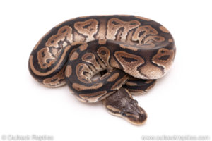 Cinnamon het pied ball python for sale