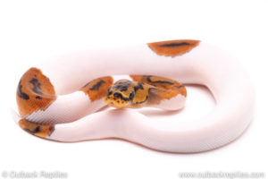 Clown Pied ball python for sale