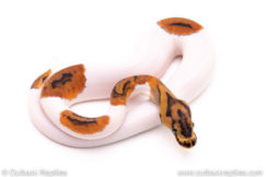 Clown Pied ball python for sale
