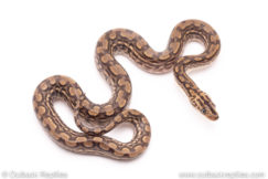 Colombian Rainbow Boa for sale