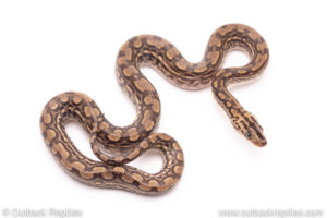 Colombian Rainbow Boa for sale