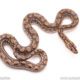 Colombian Rainbow Boa for sale