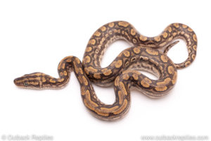 Colombian Rainbow Boa for sale