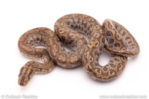 Colombian Rainbow Boa for sale