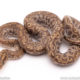 Colombian Rainbow Boa for sale