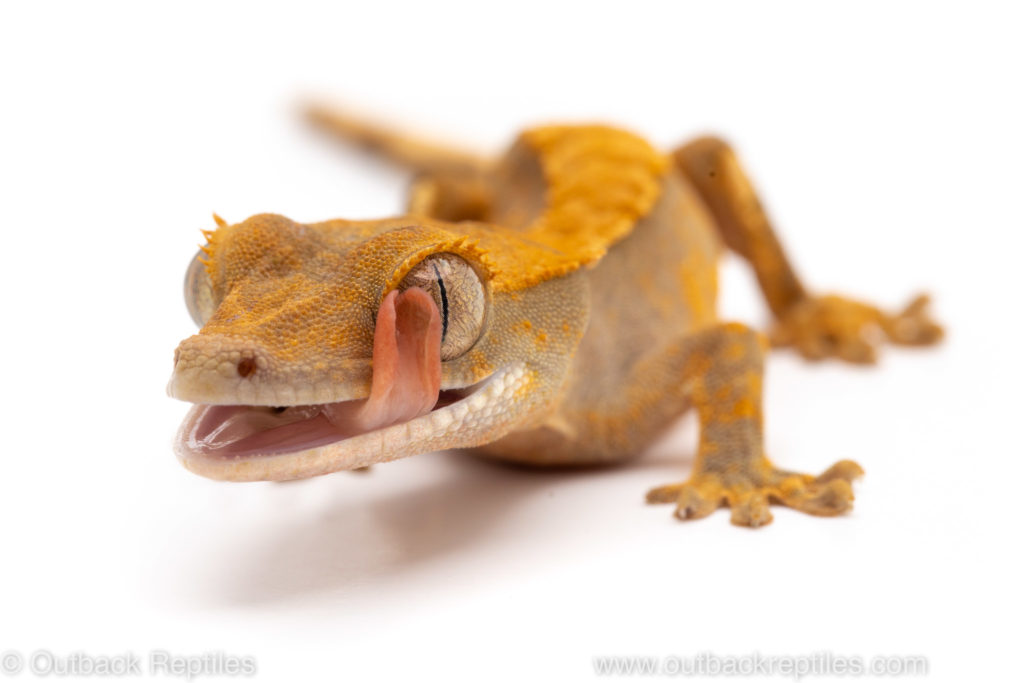 Crested Gecko reptile photography