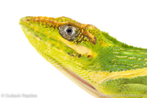 cuban knight anole for sale