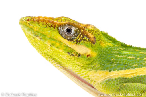 cuban knight anole for sale