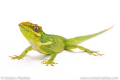 Cuban KNight anole for sale