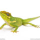 Cuban KNight anole for sale