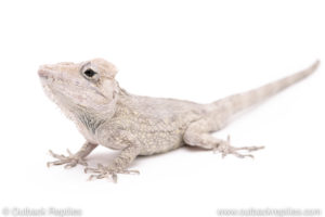 Cuban False Chameleons for sale