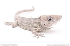 Cuban False Chameleons for sale
