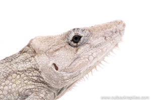 Cuban False Chameleons for sale