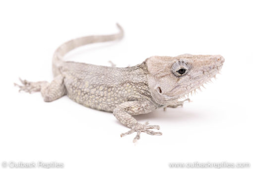 Cuban False Chameleons for sale