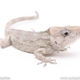 Cuban False Chameleons for sale