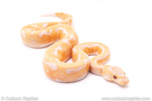 Dreamsicle ball python for sale