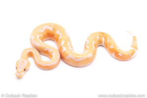 Dreamsicle ball python for sale