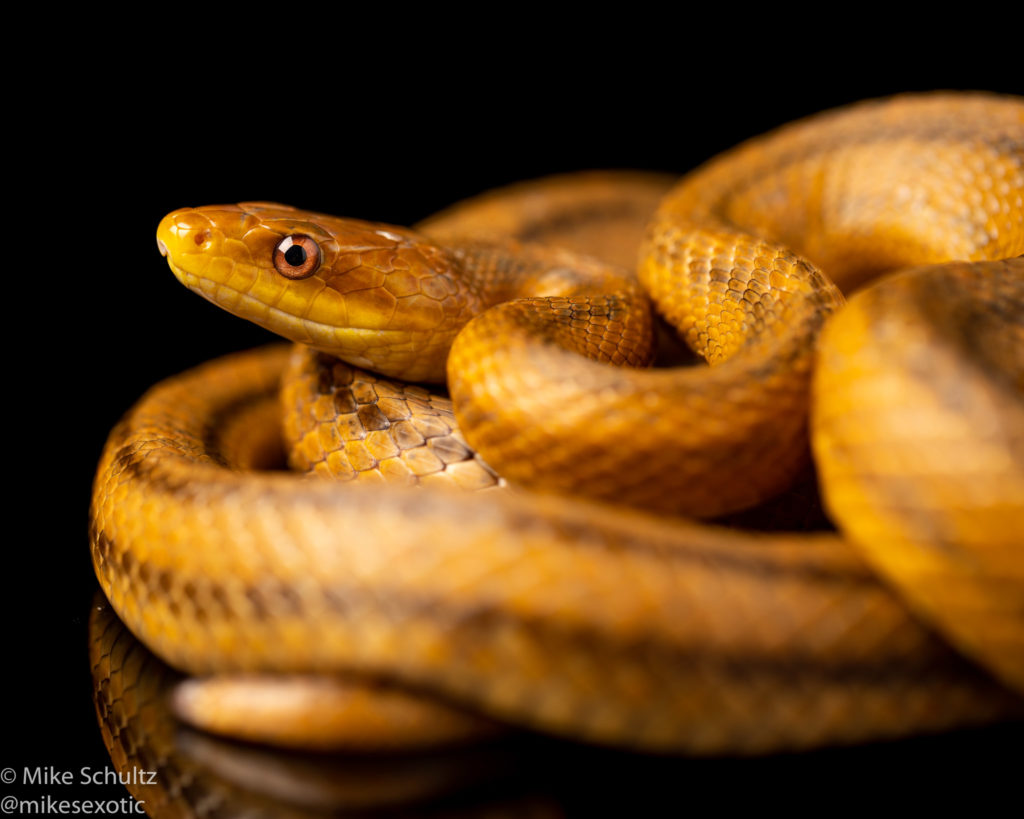 Everglades ratsnake reptile photography