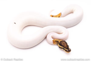 Fire pied ball python for sale