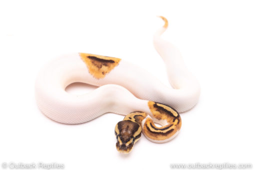 Fire Pied ball pythons for sale