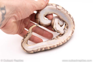 Fire YB het pied ball python for sale
