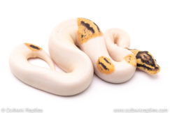 Firefly pied het clown ball python for sale