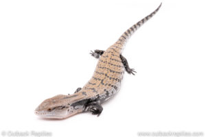 Halmahera blue tongue skink for sale
