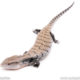 Halmahera blue tongue skink for sale