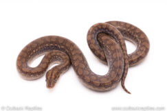 het albino colombian rainbow boa for sale