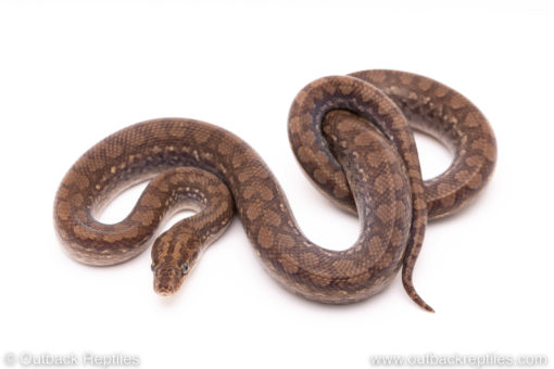 het albino colombian rainbow boa for sale