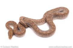 het albino colombian rainbow boa for sale
